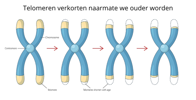 Illustratie van chromosomen waarbij de telomeren (beschermende uiteinden) steeds korter worden naarmate we ouder worden, met pijlen die het verouderingsproces stap voor stap tonen.
